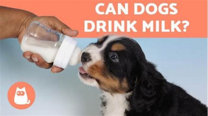 Is it OK for my dog to drink milk