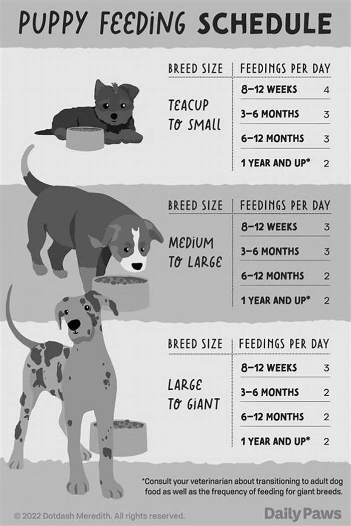 Is it OK to feed dog 3 times a day?