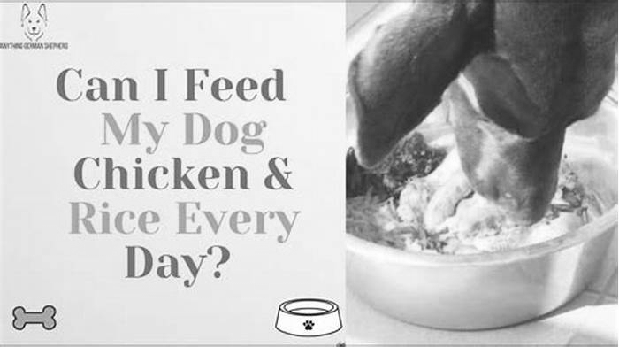 Is it OK to feed my dog chicken and rice everyday