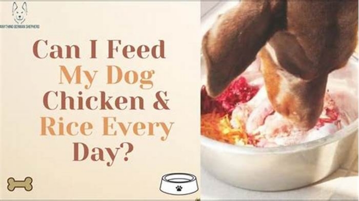 Is it OK to feed my dog chicken every day