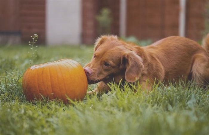 Is it OK to give dogs pumpkin everyday