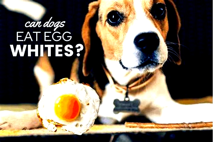 Is it OK to give my dog an egg everyday?