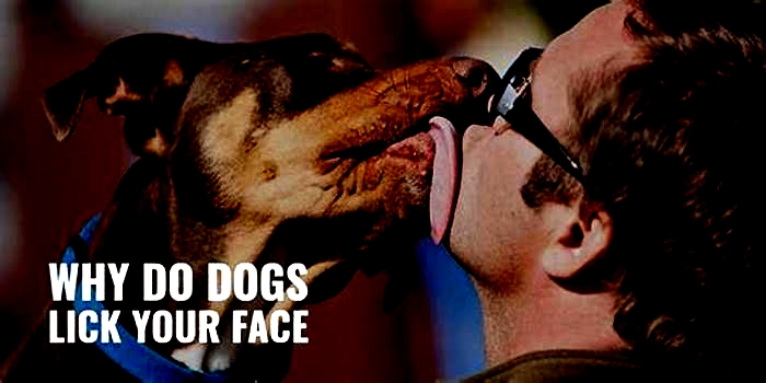 Is it OK to let a dog lick your face