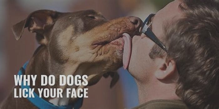 Is it OK to let your dog lick your face