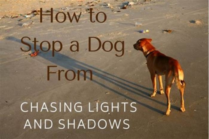 Is it bad for dogs to chase shadows?