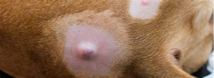 Is it normal for dogs to get little bumps?