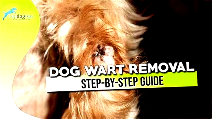 Is it safe to remove dog warts?