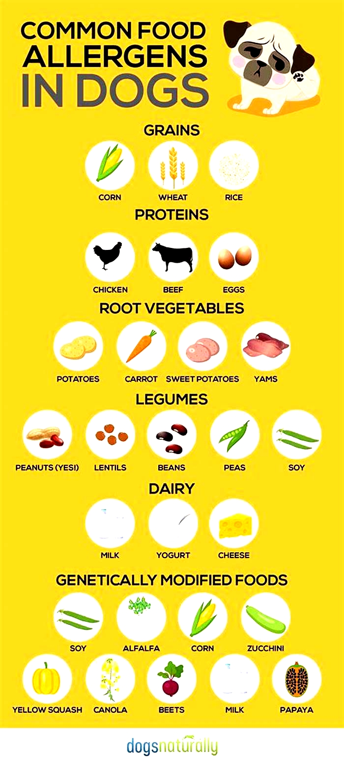 Is pork or beef better for dogs with allergies