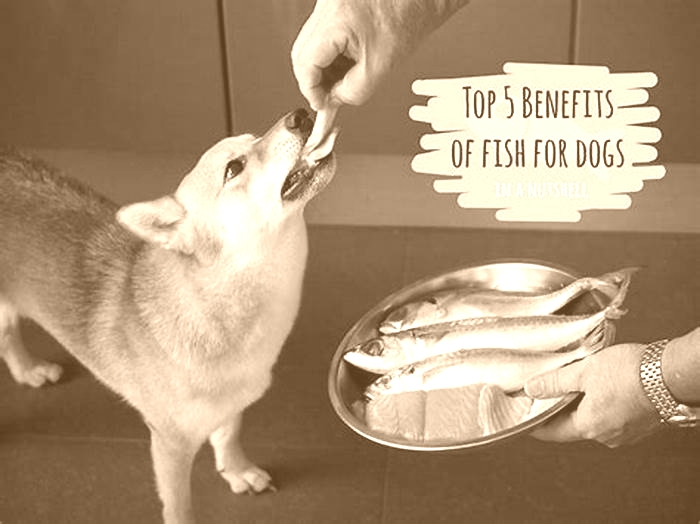 Is pork or fish better for dogs