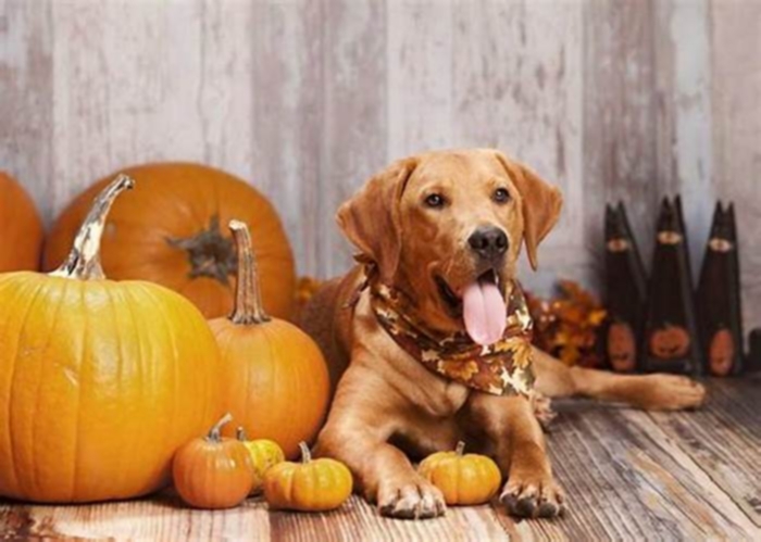 Is pumpkin good for dogs with allergies