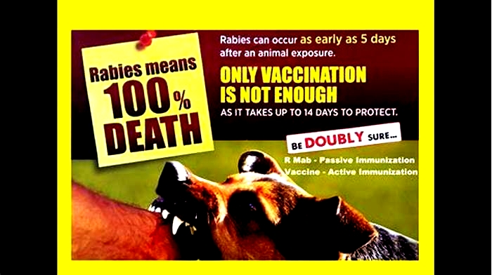 Is rabies 100% death?