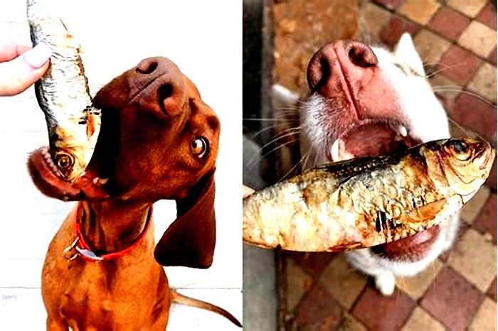Is salmon or sardines better for dogs?
