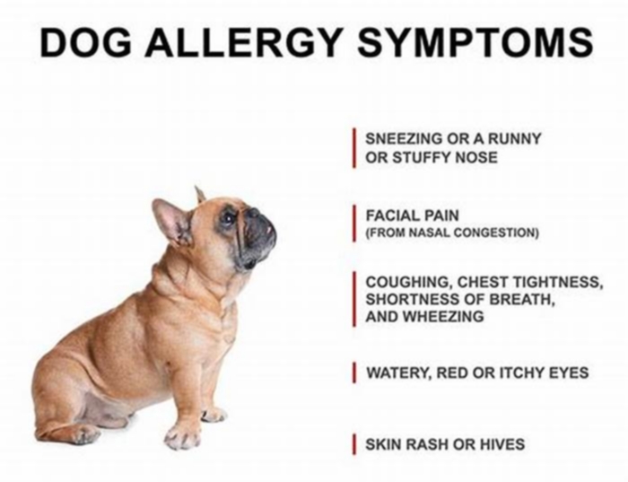 Should I be concerned if my dog is sneezing a lot?