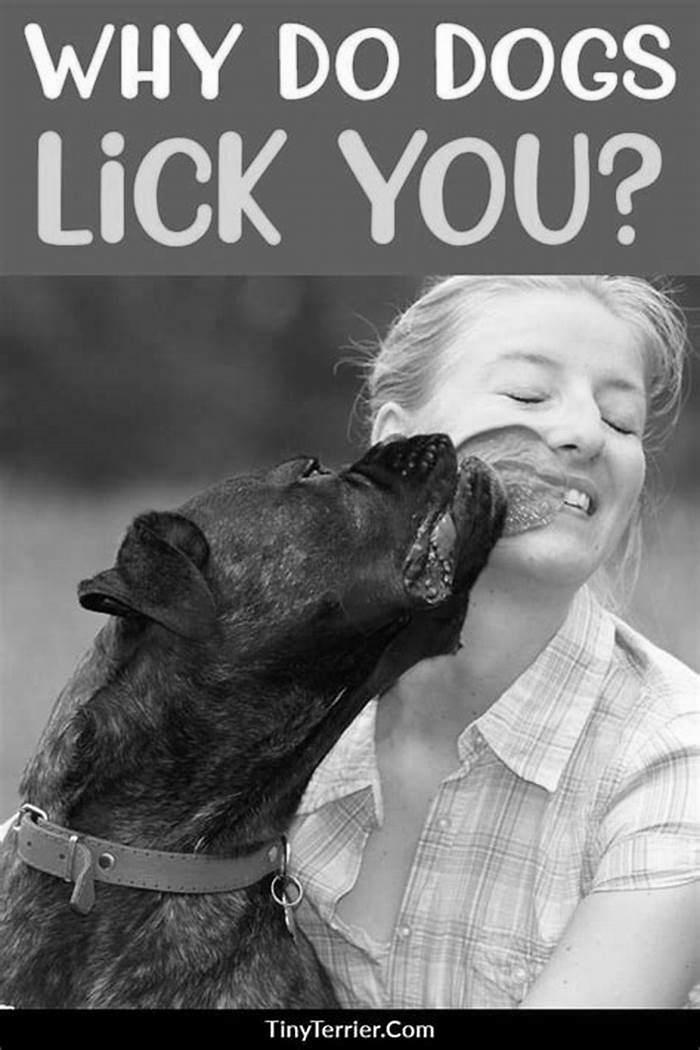 Should I let a dog lick me?