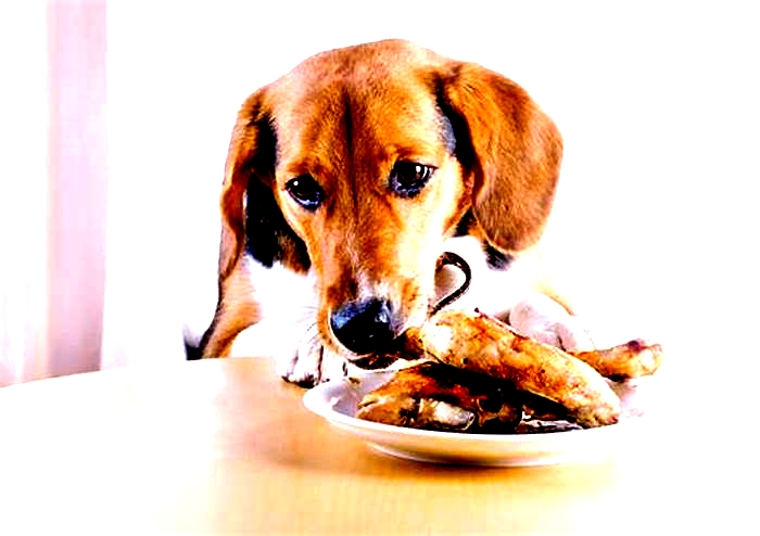 Should dogs eat chicken or beef?