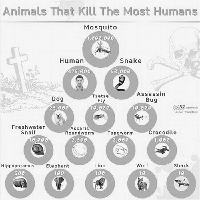 What animal has killed the most humans?