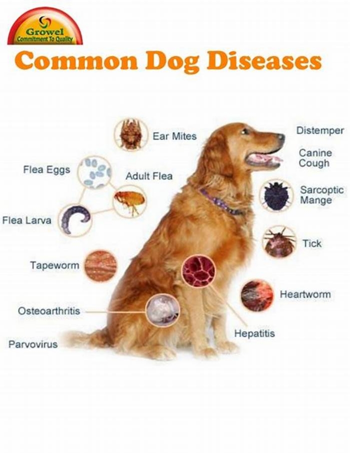 What are 7 diseases your dog can pass on to you?