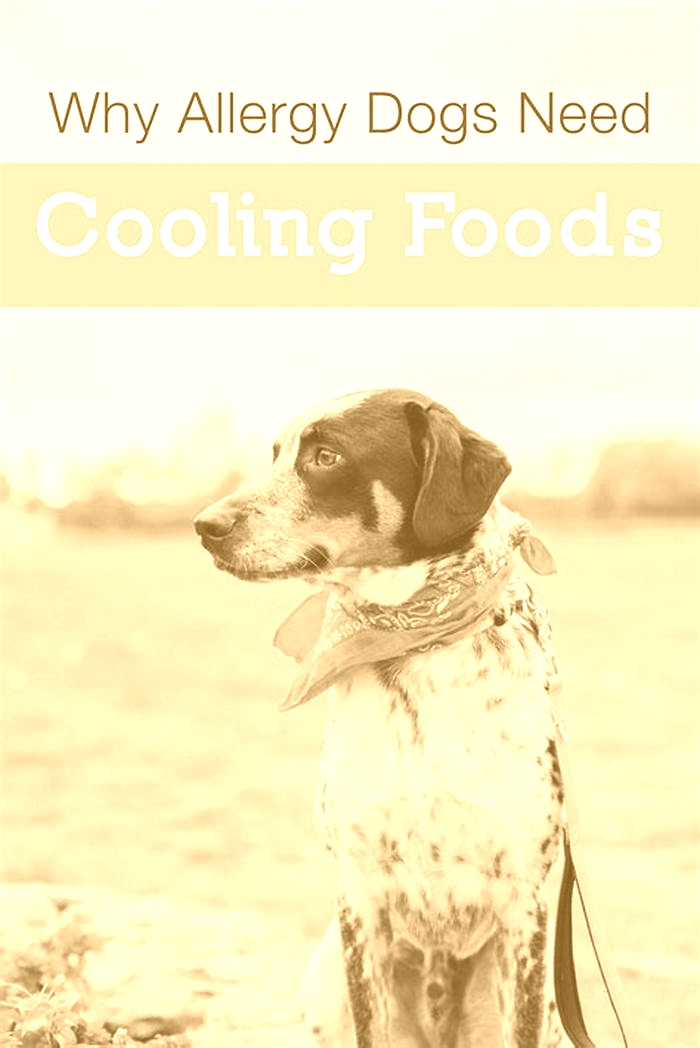 What are cooling foods for dogs with allergies?