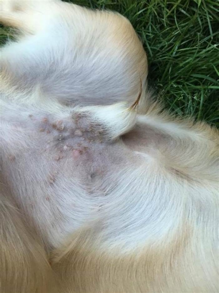 What are pus bumps on dogs stomach