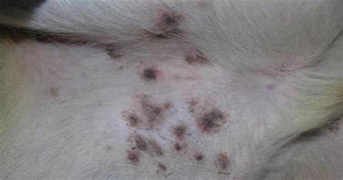 What are the black mole like spots on my dog's belly?