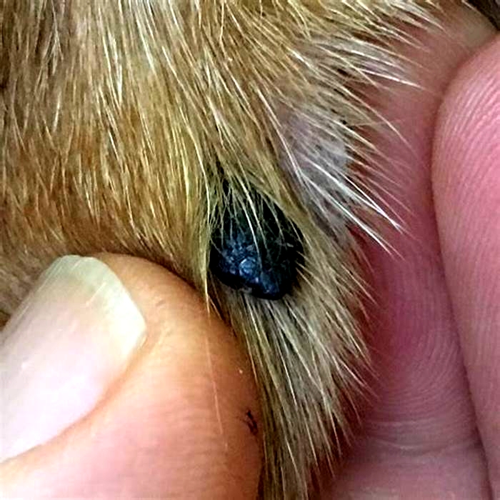 What are the little black moles on my dog's belly?