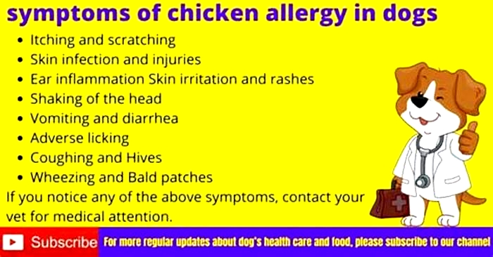 What are the side effects of chicken for dogs?