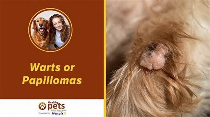 What are the stages of warts in dogs