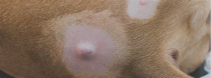 What are these weird bumps on my dog