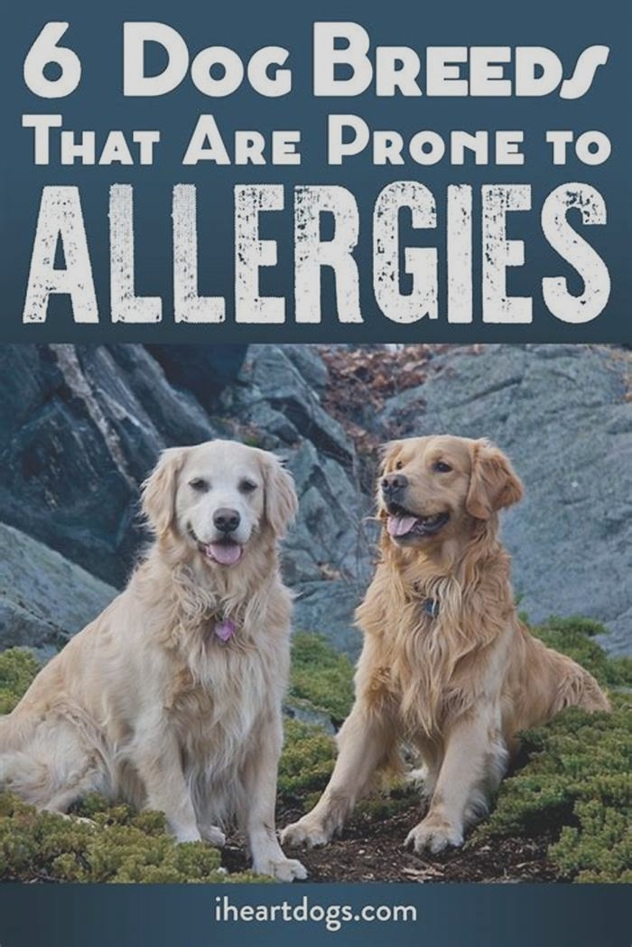 What breed of dog is most prone to allergies?