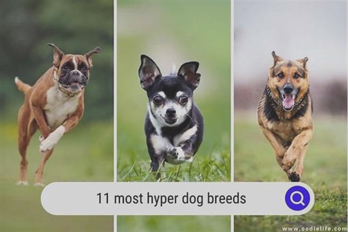 What breed of dog is the most hyper?