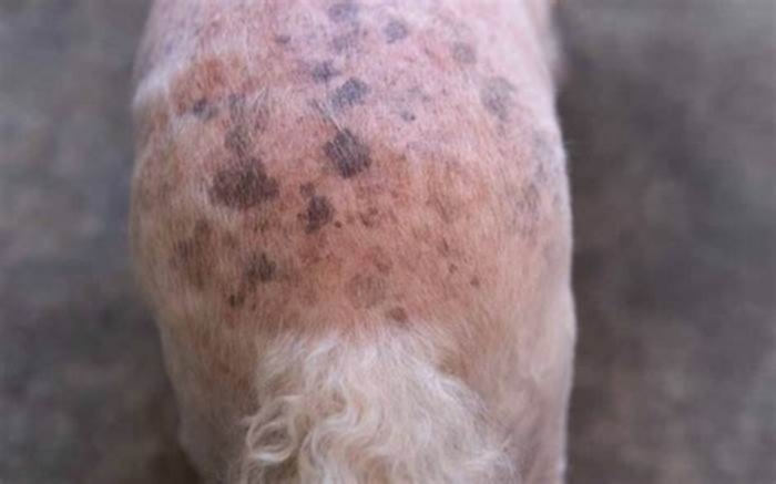 What breeds of dogs have black spots on skin