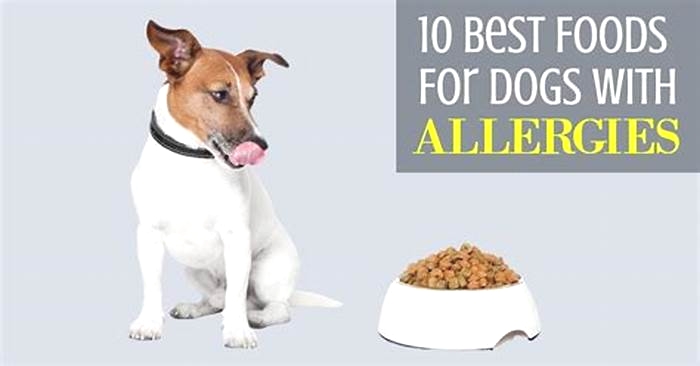 What can I feed my dog with skin allergies