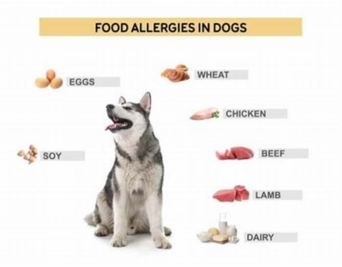 What can I give my dog for allergic reaction to food