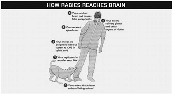 What causes death in rabies?