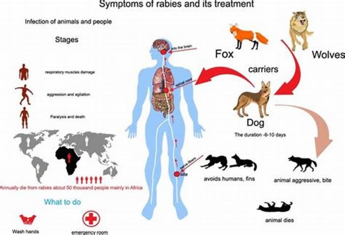 What causes in rabies