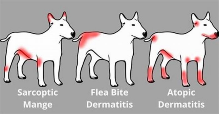 What deficiency causes itching in dogs