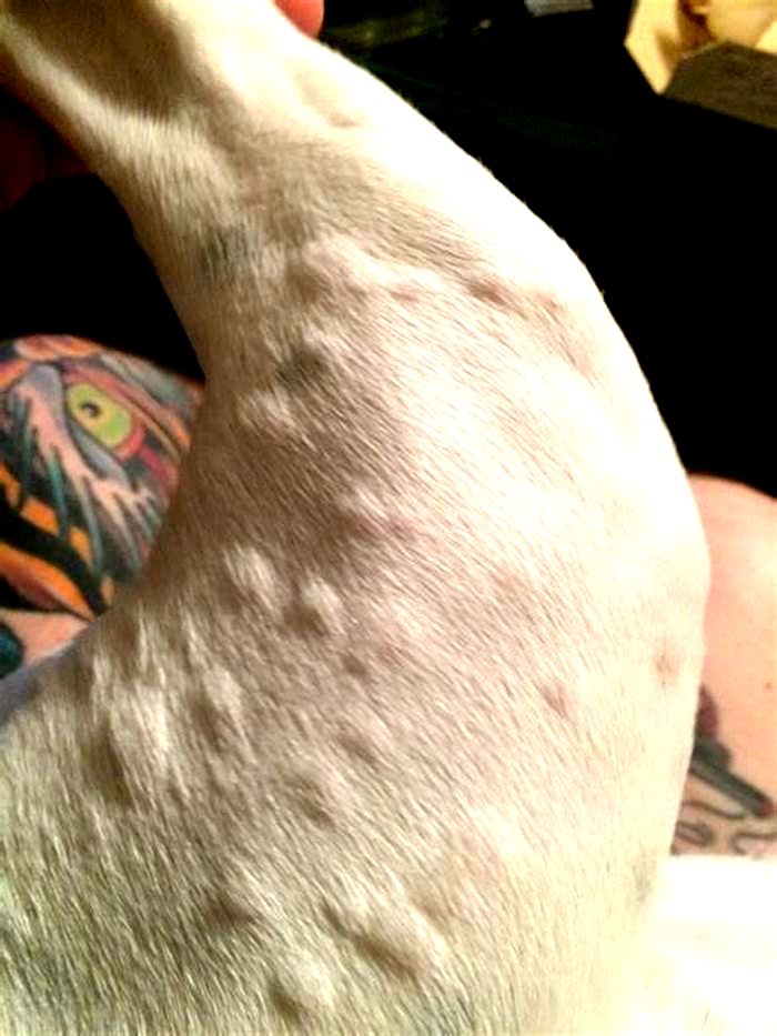 What do allergy bumps look like on dogs skin