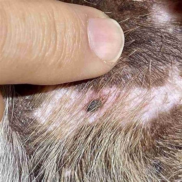 What do cancerous bumps on dogs look like?