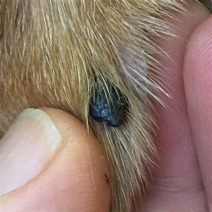 What do cancerous moles on dogs look like