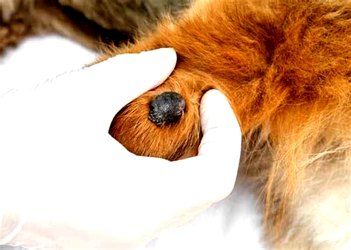 What do dog warts look like?