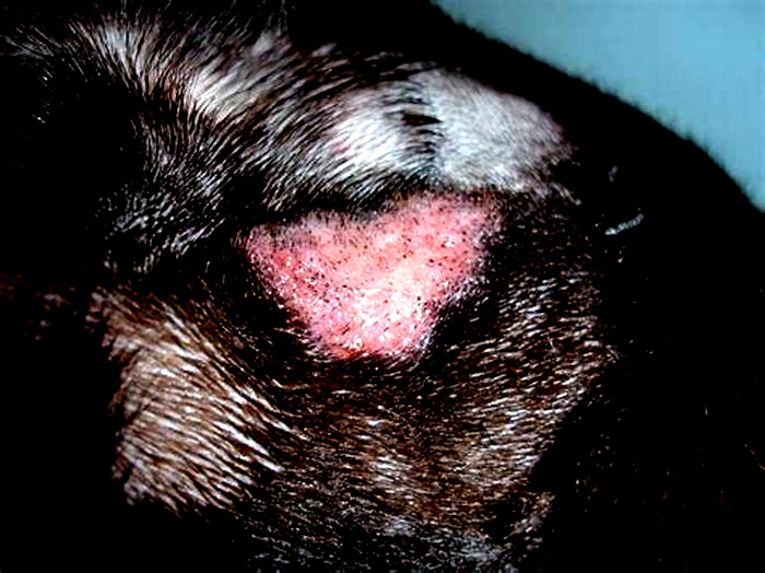 What does a bacterial skin infection look like on dogs?