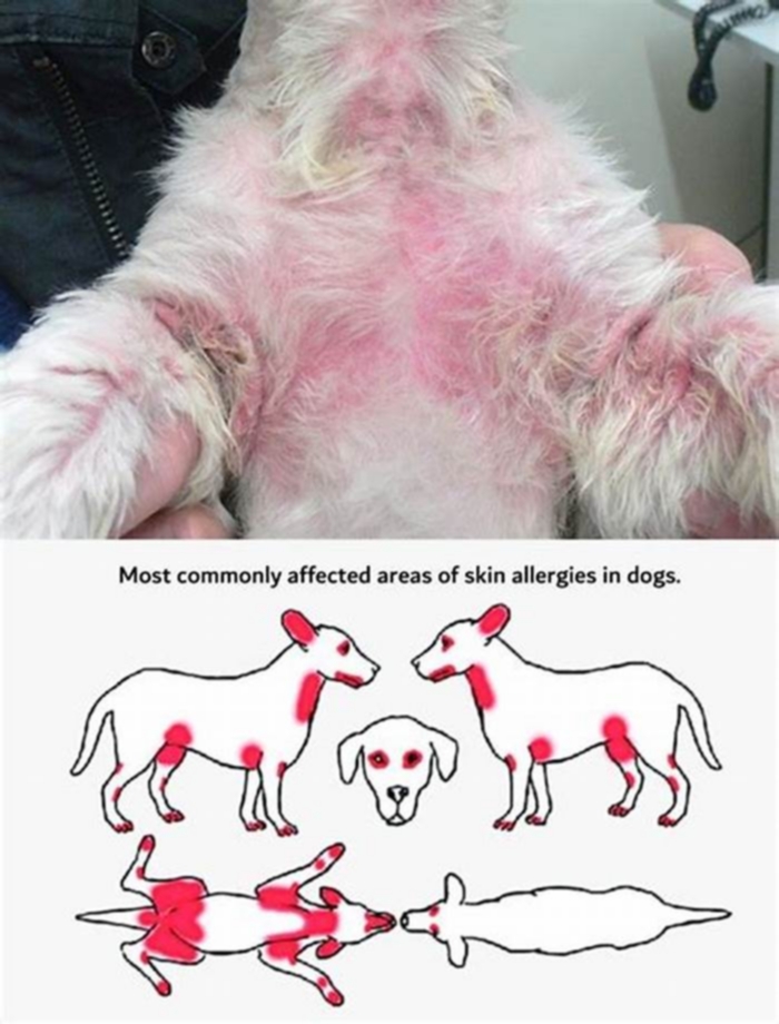 What does a dog allergy rash look like