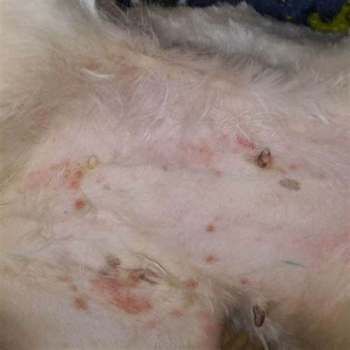 What does a dog belly rash look like