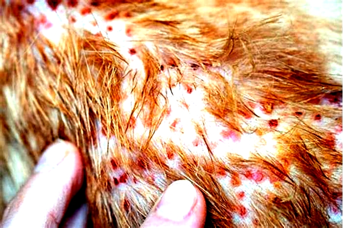 What does a fungal rash look like on dogs?