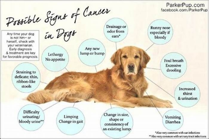 What does a tumor feel like on a dog?