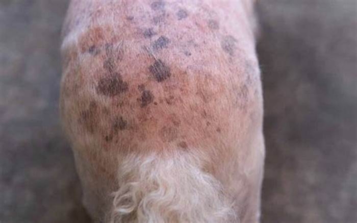 What does black skin disease in dogs look like?