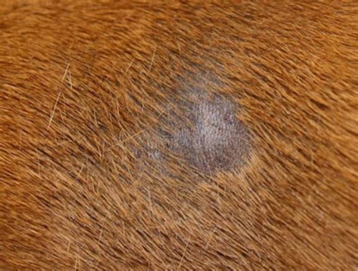 What does fungus on dog skin look like?