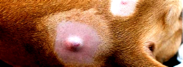 What does it mean when your dog has little bumps on his skin?