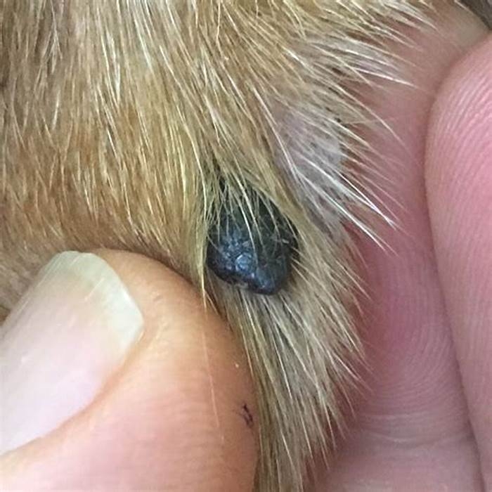 What does melanoma look like on dogs