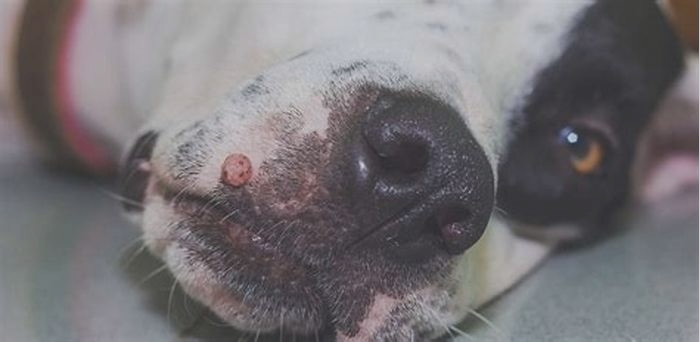 What does papilloma look like on a dog?